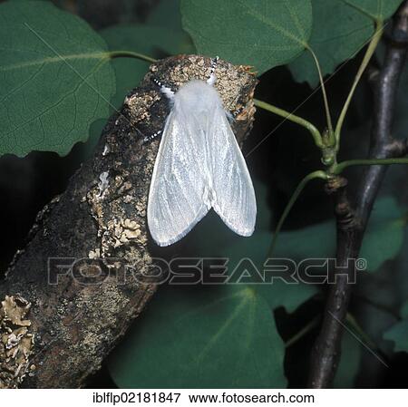 "White Satin Moth (Leucoma salicis), adult" View Large Photo Image Stock Photo - "White Satin Moth (Leucoma salicis), adult". Fotosearch