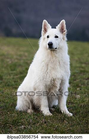 "White Shepherd, male, Austria, Europe" View Large Photo Image Picture - "White Shepherd, male, Austria, Europe". Fotosearch
