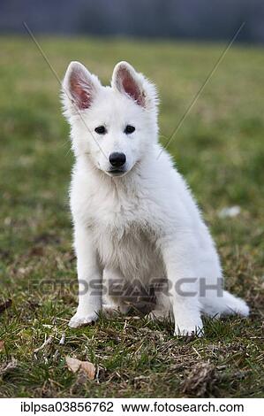 "White Shepherd puppy, Austria, Europe" View Large Photo Image Stock Image - "White Shepherd puppy, Austria, Europe". Fotosearch