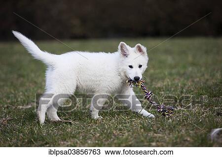 "White Shepherd puppy playing with dog toy, Austria, Europe" View Large Photo Image Stock Image - "White Shepherd puppy playing with dog toy, Austria, Europe". Fotosearch