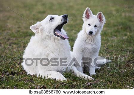 "White Shepherds, male and puppy, Austria, Europe" View Large Photo Image Stock Image - "White Shepherds, male and puppy, Austria, Europe". Fotosearch