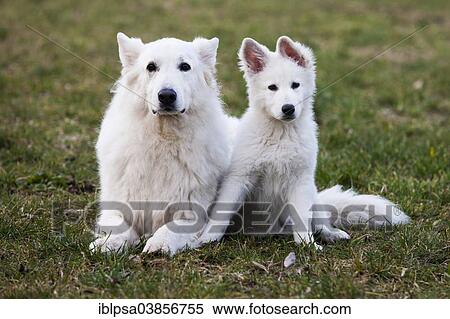 "White Shepherds, male and puppy, Austria, Europe" View Large Photo Image Stock Photography - "White Shepherds, male and puppy, Austria, Europe". Fotosearch