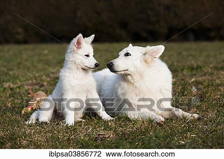 "White Shepherds, puppy and male, Austria, Europe" View Large Photo Image Stock Image - "White Shepherds, puppy and male, Austria, Europe". Fotosearch