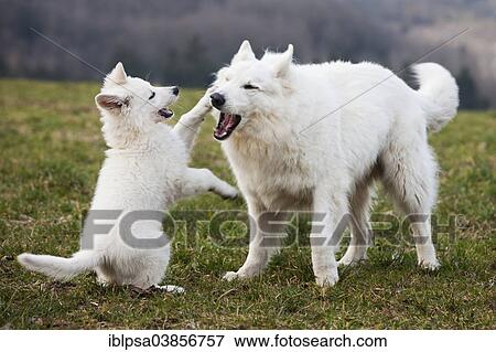"White Shepherds, puppy and male playing, Austria, Europe" View Large Photo Image Stock Photo - "White Shepherds, puppy and male playing, Austria, Europe". Fotosearch
