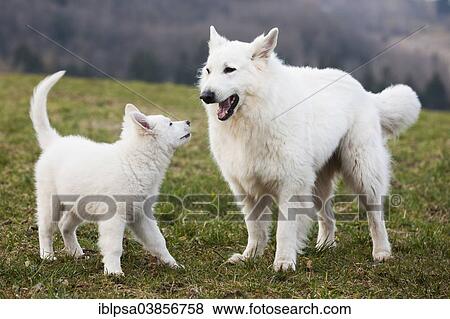 "White Shepherds, puppy and male playing, Austria, Europe" View Large Photo Image Stock Photo - "White Shepherds, puppy and male playing, Austria, Europe". Fotosearch