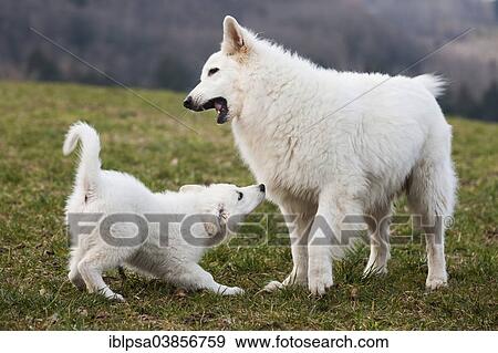 "White Shepherds, puppy and male playing, Austria, Europe" View Large Photo Image Stock Photo - "White Shepherds, puppy and male playing, Austria, Europe". Fotosearch