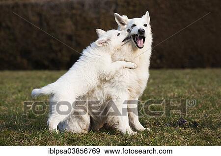Stock Photo - "White Shepherds, puppy and male playing, Austria, Europe". Fotosearch
