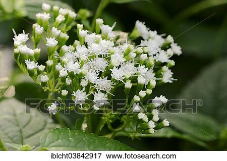 "White Snakeroot or Tall Boneset (Ageratina altissima, Eupatorium rugosum), flowering, native to North America" View Large Photo Image Stock Photo - "White Snakeroot or Tall Boneset (Ageratina altissima, Eupatorium rugosum), flowering, native to North America". Fotosearch