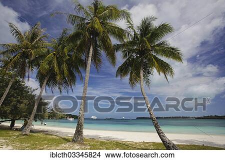 "White South Seas sand beach with turquoise blue water and palm trees, Ile des Pins, New Caledonia, France, Oceania" View Large Photo Image Picture - "White South Seas sand beach with turquoise blue water and palm trees, Ile des Pins, New Caledonia, France, Oceania". Fotosearch