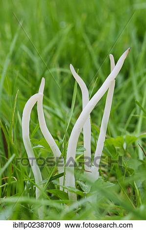 "White Spindles (Clavaria fragilis), fruiting bodies, growing amongst grass, Clumber Park, Nottinghamshire, England, United Kingdom, Europe" View Large Photo Image Stock Photo - "White Spindles (Clavaria fragilis), fruiting bodies, growing amongst grass, Clumber Park, Nottinghamshire, England, United Kingdom, Europe". Fotosearch