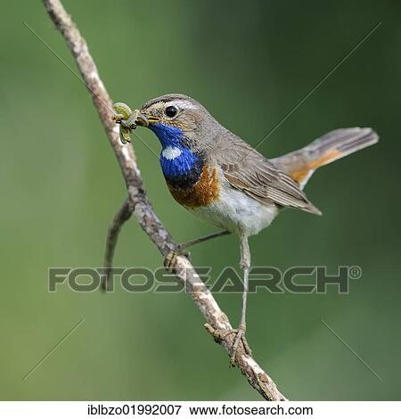 "White-spotted Bluethroat (Luscinia svecica cyanecula), perched on twig with food in its beak, Donauauen, Bavaria, Germany, Europe" View Large Photo Image Stock Photo - "White-spotted Bluethroat (Luscinia svecica cyanecula), perched on twig with food in its beak, Donauauen, Bavaria, Germany, Europe". Fotosearch