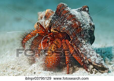 "White-spotted Hermit Crab (Dardanus megistos) on sandy ground, UNESCO World Heritage Site, Great Barrier Reef, Australia, Pacific Ocean, Oceania" View Large Photo Image Stock Photo - "White-spotted Hermit Crab (Dardanus megistos) on sandy ground, UNESCO World Heritage Site, Great Barrier Reef, Australia, Pacific Ocean, Oceania". Fotosearch