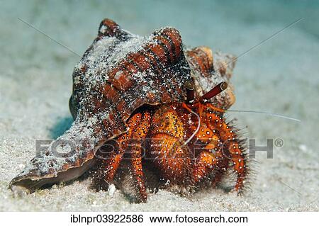 Stock Photograph - "White-spotted Hermit Crab (Dardanus megistos) on sandy ocean bed, Sabang Beach, Puerto Galera, Mindoro, Philippines, Asia". Fotosearch
