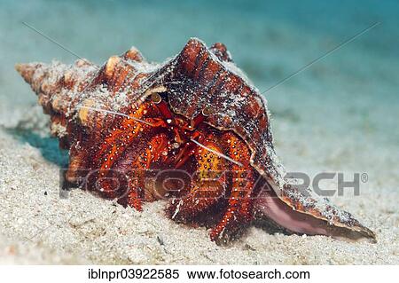 "White-spotted Hermit Crab (Dardanus megistos) on sandy ocean bed, Sabang Beach, Puerto Galera, Mindoro, Philippines, Asia" View Large Photo Image Stock Photography - "White-spotted Hermit Crab (Dardanus megistos) on sandy ocean bed, Sabang Beach, Puerto Galera, Mindoro, Philippines, Asia". Fotosearch