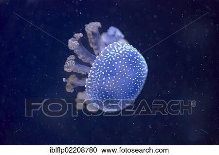 "White-spotted Jellyfish (Phyllorhiza punctata), adult, captive" View Large Photo Image Stock Image - "White-spotted Jellyfish (Phyllorhiza punctata), adult, captive". Fotosearch