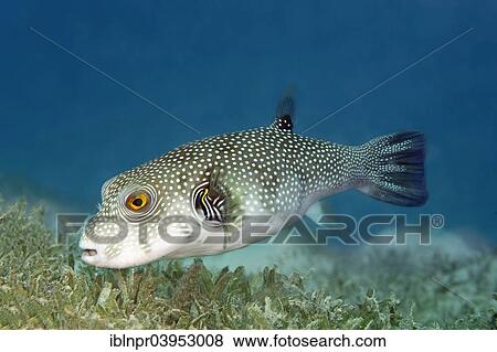 "White-spotted Puffer (Arothron hispidus) on seagrass, Makadi Bay, Red Sea, Hurghada, Egypt, Africa" View Large Photo Image Stock Photo - "White-spotted Puffer (Arothron hispidus) on seagrass, Makadi Bay, Red Sea, Hurghada, Egypt, Africa". Fotosearch