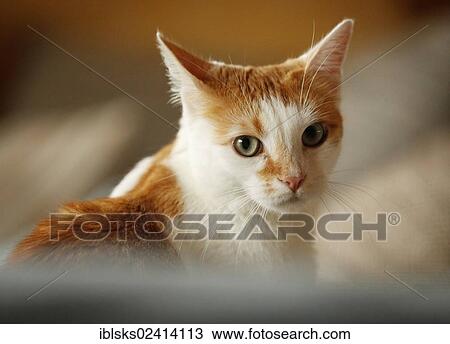 White-spotted red cat sitting on a sofa, portrait View Large Photo Image Stock Image - White-spotted red cat sitting on a sofa, portrait. Fotosearch
