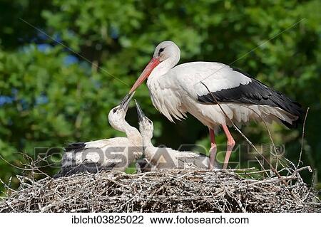 "White Stork (Ciconia ciconia), adult with young birds in the nest, North Rhine-Westphalia, Germany, Europe" View Large Photo Image Stock Image - "White Stork (Ciconia ciconia), adult with young birds in the nest, North Rhine-Westphalia, Germany, Europe". Fotosearch