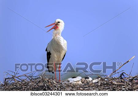 "White Stork (Ciconia ciconia), adult with chicks in the nest, Philippsburg, Baden-Wurttemberg, Germany, Europe" View Large Photo Image Stock Image - "White Stork (Ciconia ciconia), adult with chicks in the nest, Philippsburg, Baden-Wurttemberg, Germany, Europe". Fotosearch