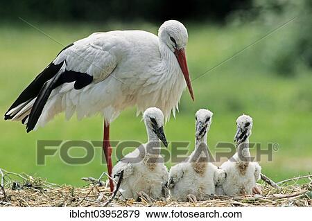 "White Stork (Ciconia ciconia), adult with chicks in the nest, North Rhine-Westphalia, Germany, Europe" View Large Photo Image Stock Photo - "White Stork (Ciconia ciconia), adult with chicks in the nest, North Rhine-Westphalia, Germany, Europe". Fotosearch