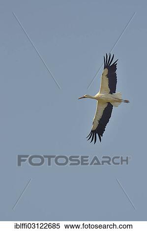 Stock Photography - "White Stork (Ciconia ciconia), adult, in flight, Sines, Algarve, Portugal, Europe". Fotosearch