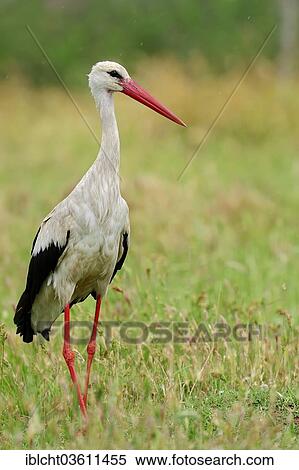 "White Stork (Ciconia ciconia), Central Macedonia, Greece, Europe" View Large Photo Image Stock Photography - "White Stork (Ciconia ciconia), Central Macedonia, Greece, Europe". Fotosearch