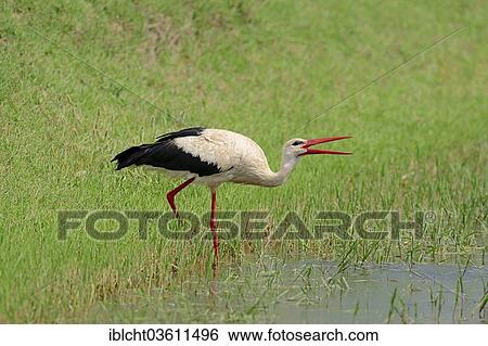 "White Stork (Ciconia ciconia) drinking at pond, Central Macedonia, Greece, Europe" View Large Photo Image Stock Photograph - "White Stork (Ciconia ciconia) drinking at pond, Central Macedonia, Greece, Europe". Fotosearch