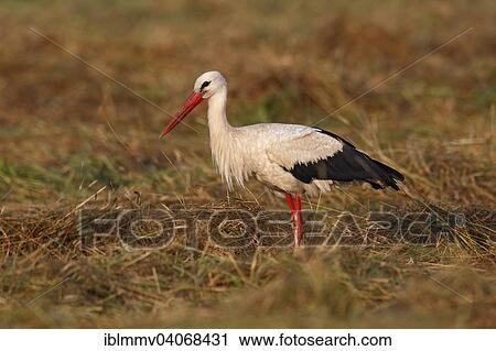 "White Stork (Ciconia ciconia) foraging on meadow, Middle Elbe Biosphere Reserve, Dessau-Rosslau, Saxony-Anhalt, Germany, Europe" View Large Photo Image Stock Image - "White Stork (Ciconia ciconia) foraging on meadow, Middle Elbe Biosphere Reserve, Dessau-Rosslau, Saxony-Anhalt, Germany, Europe". Fotosearch