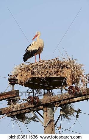 "White Stork (Ciconia ciconia) in nest on power pole, Central Macedonia, Greece, Europe" View Large Photo Image Stock Photograph - "White Stork (Ciconia ciconia) in nest on power pole, Central Macedonia, Greece, Europe". Fotosearch