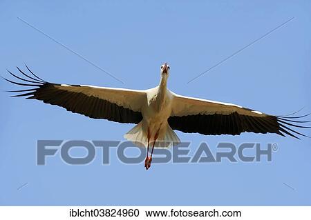 "White Stork (Ciconia ciconia) in flight, North Rhine-Westphalia, Germany, Europe" View Large Photo Image Stock Image - "White Stork (Ciconia ciconia) in flight, North Rhine-Westphalia, Germany, Europe". Fotosearch