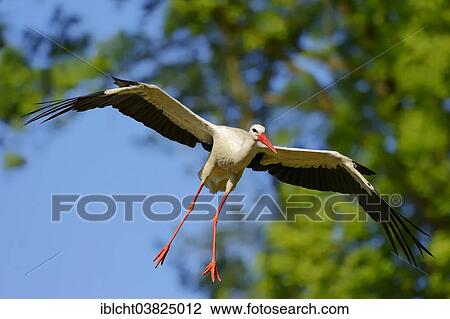 "White Stork (Ciconia ciconia) in flight, North Rhine-Westphalia, Germany, Europe" View Large Photo Image Stock Image - "White Stork (Ciconia ciconia) in flight, North Rhine-Westphalia, Germany, Europe". Fotosearch
