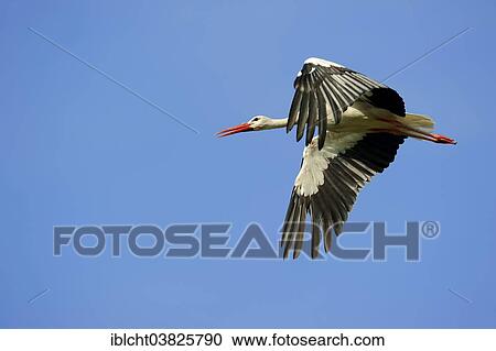 "White Stork (Ciconia ciconia) in flight, North Rhine-Westphalia, Germany, Europe" View Large Photo Image Stock Image - "White Stork (Ciconia ciconia) in flight, North Rhine-Westphalia, Germany, Europe". Fotosearch
