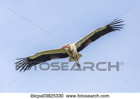 Stock Image - "White Stork (Ciconia ciconia) in flight, Extremadura, Spain, Europe". Fotosearch