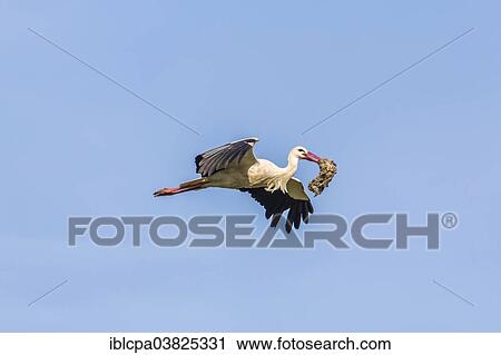 "White Stork (Ciconia ciconia) in flight with nesting material in its beak, Extremadura, Spain, Europe" View Large Photo Image Stock Image - "White Stork (Ciconia ciconia) in flight with nesting material in its beak, Extremadura, Spain, Europe". Fotosearch