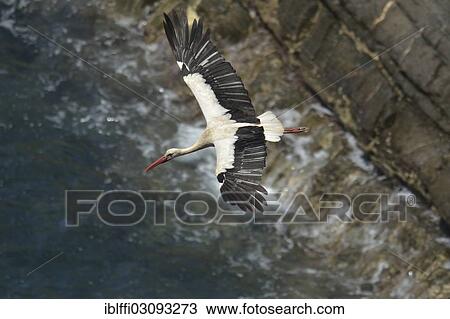 "White Stork (Ciconia ciconia) in flight over cliffs, Cabo Sardao, Algarve, Portugal, Europe" View Large Photo Image Stock Image - "White Stork (Ciconia ciconia) in flight over cliffs, Cabo Sardao, Algarve, Portugal, Europe". Fotosearch