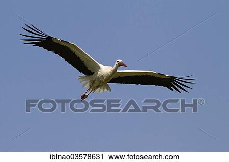 "White Stork (Ciconia ciconia) in flight, Schleswig-Holstein, Germany, Europe" View Large Photo Image Stock Image - "White Stork (Ciconia ciconia) in flight, Schleswig-Holstein, Germany, Europe". Fotosearch
