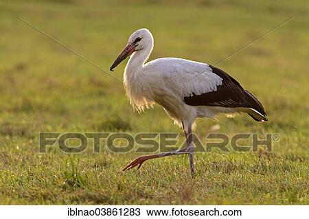 "White Stork (Ciconia ciconia) in search of food, Schleswig-Holstein, Germany, Europe" View Large Photo Image Stock Image - "White Stork (Ciconia ciconia) in search of food, Schleswig-Holstein, Germany, Europe". Fotosearch