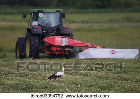 "White Stork (Ciconia ciconia) in search of food shortly after a mower has mown a field, Potsdam, Brandenburg, Germany, Europe" View Large Photo Image Stock Image - "White Stork (Ciconia ciconia) in search of food shortly after a mower has mown a field, Potsdam, Brandenburg, Germany, Europe". Fotosearch