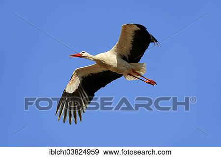 "White Stork (Ciconia ciconia) in flight, North Rhine-Westphalia, Germany, Europe" View Large Photo Image Stock Photo - "White Stork (Ciconia ciconia) in flight, North Rhine-Westphalia, Germany, Europe". Fotosearch