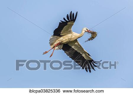 "White Stork (Ciconia ciconia) in flight with nesting material in its beak, Extremadura, Spain, Europe" View Large Photo Image Stock Photograph - "White Stork (Ciconia ciconia) in flight with nesting material in its beak, Extremadura, Spain, Europe". Fotosearch