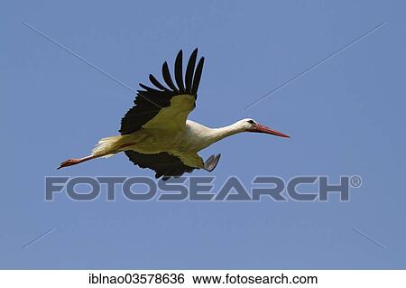 "White Stork (Ciconia ciconia) in flight, Schleswig-Holstein, Germany, Europe" View Large Photo Image Stock Photograph - "White Stork (Ciconia ciconia) in flight, Schleswig-Holstein, Germany, Europe". Fotosearch