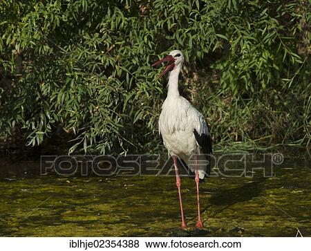 Stock Photo - "White Stork (Ciconia ciconia), Lesbos, Greece, Europe". Fotosearch