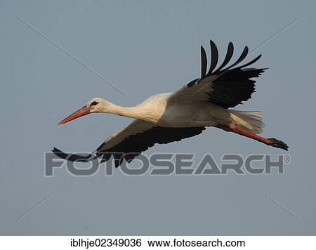 Stock Photograph - "White Stork (Ciconia ciconia), Lesbos, Greece, Europe". Fotosearch