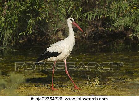 Stock Photograph - "White Stork (Ciconia ciconia), Lesbos, Greece, Europe". Fotosearch
