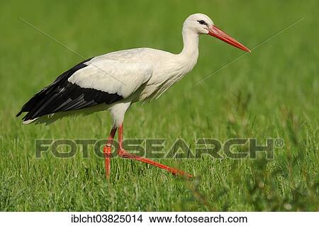 "White Stork (Ciconia ciconia), North Rhine-Westphalia, Germany, Europe" View Large Photo Image Picture - "White Stork (Ciconia ciconia), North Rhine-Westphalia, Germany, Europe". Fotosearch