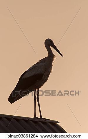 "White Stork (Ciconia ciconia) on a nest, at dawn, Schleswig-Holstein, Germany, Europe" View Large Photo Image Picture - "White Stork (Ciconia ciconia) on a nest, at dawn, Schleswig-Holstein, Germany, Europe". Fotosearch