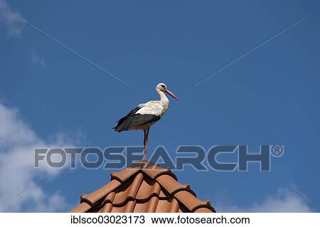 Stock Image - "White Stork (Ciconia ciconia) on a roof, Mecklenburg-Western Pomerania, Germany, Europe". Fotosearch