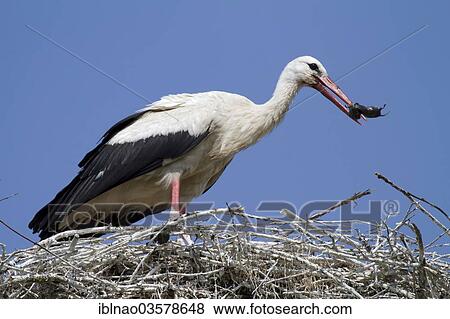 "White Stork (Ciconia ciconia) on a nest with a mouse in its beak, Schleswig-Holstein, Germany, Europe" View Large Photo Image Stock Photo - "White Stork (Ciconia ciconia) on a nest with a mouse in its beak, Schleswig-Holstein, Germany, Europe". Fotosearch