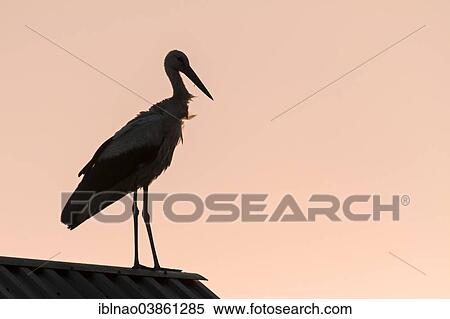 "White Stork (Ciconia ciconia) on a nest, at dawn, Schleswig-Holstein, Germany, Europe" View Large Photo Image Stock Photography - "White Stork (Ciconia ciconia) on a nest, at dawn, Schleswig-Holstein, Germany, Europe". Fotosearch