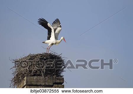 "White Stork (Ciconia ciconia) on a horst or eyrie, Saxony, Germany, Europe" View Large Photo Image Stock Photography - "White Stork (Ciconia ciconia) on a horst or eyrie, Saxony, Germany, Europe". Fotosearch